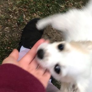 Meet your Posher, Sarai